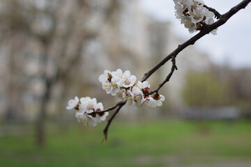 Fototapeta premium Blooming Apricot Tree Branches with Pink Flowers, Spring Blossom