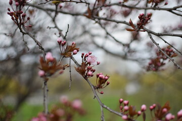 Blooming Apricot Tree Branches with Pink Flowers, Spring Blossom