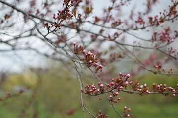 Blooming Apricot Tree Branches with Pink Flowers, Spring Blossom