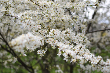 Blooming Apricot Tree Branches with Pink Flowers, Spring Blossom