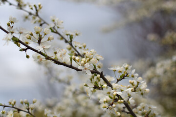 Blooming Apricot Tree Branches with Pink Flowers, Spring Blossom