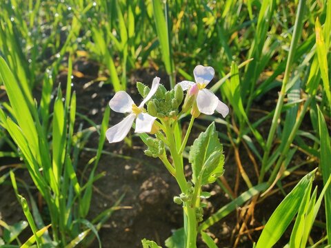Diplotaxis Erucoides, the white Wallrocket or Pink Mustard
