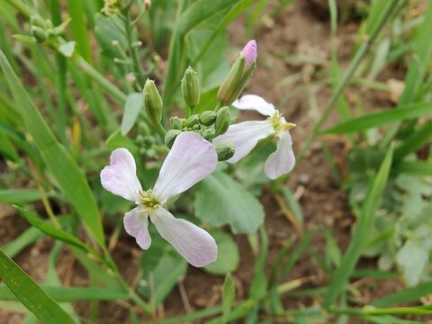 Diplotaxis Erucoides, the white Wallrocket or Pink Mustard
