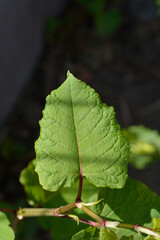 Japanese knotweed leaves