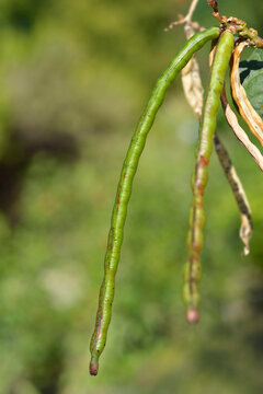 Catjang cowpea seed pods