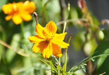 selective focus of beautiful yellow flower with blurry green leaves, blurry yellow flower, and blurry branches as background