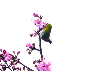 Japanese white-eyes flocking to cherry blossoms in search of nectar. Seasonal background material of Japanese spring wild birds.