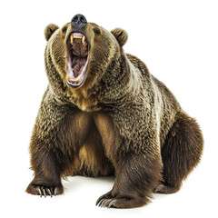 Fototapeta premium Roaring bear isolated on white background, showing fierce expression