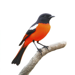 Scarlet Minivet perched on branch against white background