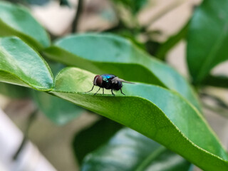 Flying insects with red eyes and thin wings land on green leaves. This type is often seen flying in kitchens and trash.
