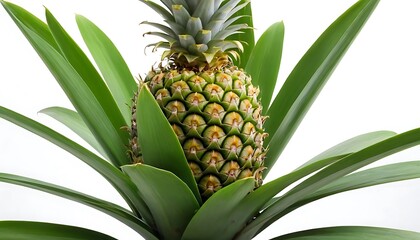 Fototapeta premium pineapple isolated on white background, full depth of field,freshness, pineapple, fruit, juicy, 786