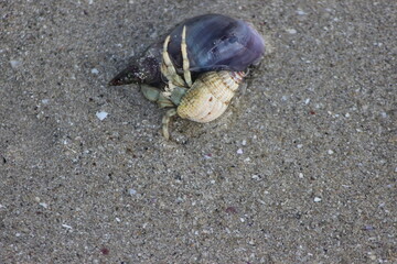 crab on the beach