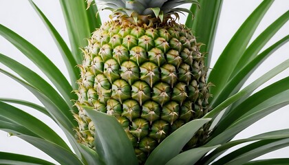 pineapple isolated on white background, full depth of field,freshness, pineapple, fruit, juicy, 78