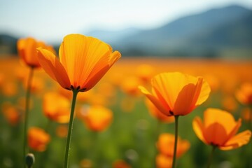 Orange California poppies swaying gently in a breeze , bright, sunshine