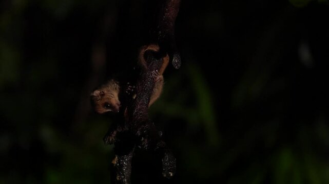 Night wildlife. Rufous Mouse Lemur, Microcebus rufus, Ranomafana NP, small night lemur in the nature habitat. Endemic tiny monkey in the forest, Madagascar in Africa. Nature wildlife.