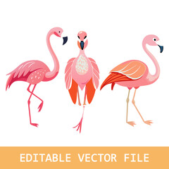 Set of differents flamingo on white background.