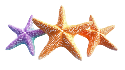 starfish isolated on white background