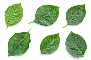 Obraz premium Sei foglie verdi disposte su uno sfondo bianco. Ogni foglia presenta venature ben visibili. Le foglie hanno un aspetto fresco e sano.
