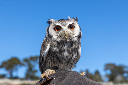 Autillo cariblanco, (Ptilopsis leucotis) es un peque&ntilde;o estr&iacute;gido que puede ser identificado por su cara blanca con penachos auriculares grises y ojos grandes naranja muy intenso