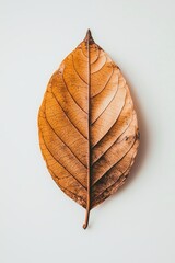 Una foglia singola marrone su sfondo chiaro. Ha la forma a punta e presenta segni di essicazione ticipi dell'autunno.