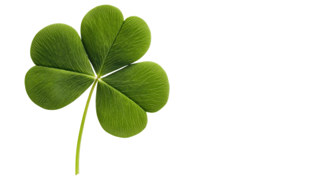 green leaf clover isolated on white background