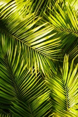Obraz premium Palm Fronds Close-Up Sunlight