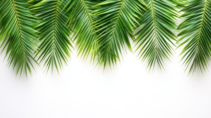 Lush Green Palm Fronds on White Background - Tropical Summer Banner