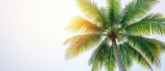 Majestic Palm Tree Silhouette Against a Bright Sky