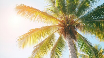 Fototapeta premium Sunny Tropical Palm Tree, Summer Vacation Paradise