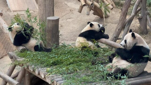 Three Pandas eating bamboo at the zoo.