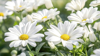 Obraz premium Close-up of vibrant white daisies with yellow centers in sunlit garden