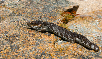 Bobtail lizard (Tiliqua rugosa) on granite rock, Western Australia