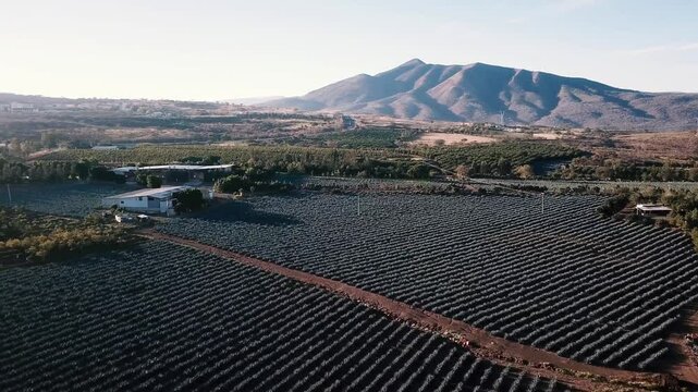 A stunning aerial view of a vast agave plantation with neatly aligned rows stretching towards the mountains. The golden sunlight enhances the beauty of this rural agricultural landscape.