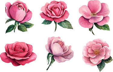set of pink roses vector