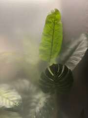 Blurred tropic leaves behind Frosted glass with waterdrops. Glassmorphism. Tropical leaf background.