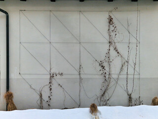 metal trellises made of interconnected stainless steel cables attached to the wall of house grow...