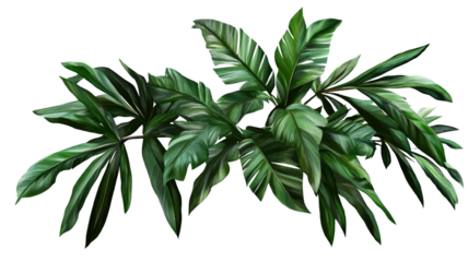 A detailed palm tree branch with thick green leaves, isolated on a transparent background