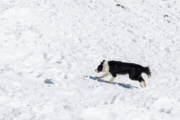 Mountain rescue dog. Avalanche dog. A border collie rescue dog leaps through deep snow during a mountain search operation. A dedicated working dog in action.