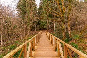 Obraz premium Sequoia forest at Cantabria Spain
