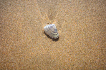 shell on the sand
