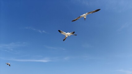Seagull at  Ocean City, DELAWARE