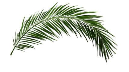 "A palm tree branch with elegant green fronds, isolated on a transparent background
