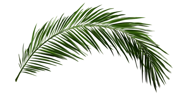 "A palm tree branch with elegant green fronds, isolated on a transparent background