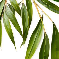 Obraz premium Dry dried and young green bamboo rattan leaves isolated on white, clipping