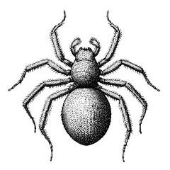 Obraz premium Engraved illustration of a spider showcasing intricate details suitable for tattoo art and vintage packaging design