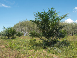 Oil palm plantations are overgrown with weeds and grass.
