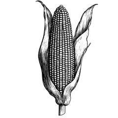 Intricate engraved illustration of a corn cob surrounded by leaves for creative tattoo and packaging designs