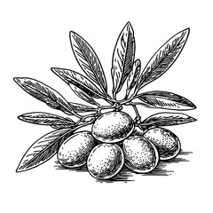 Fototapeta premium Engraved illustration of an olive branch with ripe olives for tattoo design and elegant packaging ideas