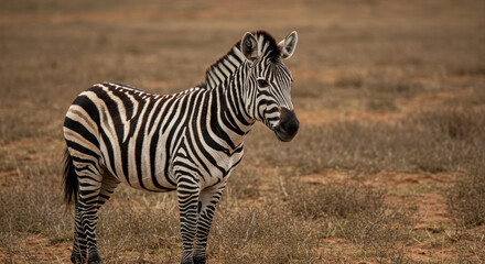 Naklejka premium A striking zebra stands gracefully in the African savanna, alert and watchful.