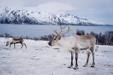 A curious reindeer with partially grown antlers stands in a snowy landscape, gazing towards the camera. Its thick winter coat, a mix of white, gray, and brown, blends into the Arctic environment. 